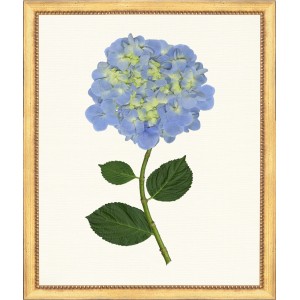 TLC- HYDRANGEA 22   20 X 24